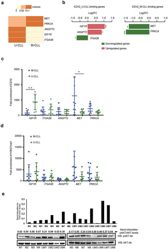 Figure 2. Validating the EZH2 binding and expression levels on selected PI3K target genes. (a) Heatmap showing the W-score enrichment levels for the differential EZH2 binding PI3K genes revealed from ChIP-seq data. The scale for W-score enrichment level is mentioned above the heatmap. (b) Bar graph showing the top PI3K pathway genes with significant differential expression, log2FC values (calculated as log2 [mean (M-CLL)/mean (U-CLL)) from published RNA-seq data. Red bars indicate upregulated genes and green bars indicate down-regulated genes. Left side plot shows U-CLL specific target genes and right side plot shows M-CLL specific EZH2 target genes. (c and d) ChIP assay data showing the average fold enrichment of EZH2 (c) and H3K27me3 (d) for 5 U-CLL specific binding target genes and 2 M-CLL specific binding target genes using a total of 16 CLL samples belonging to M-CLL (n = 9) and U-CLL (n = 7). *indicates P value <0.05 and ** indicates P value<0.005. (e) Histogram plot showing relative band intensities for pAKT/AKT levels from the below Western blot analysis for 8 M-CLL and 8 U-CLL samples.