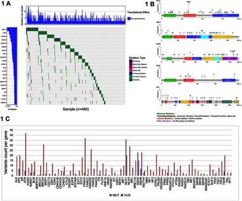 Figure 1 The mutations found in 618 CRC patients. (A) Heatmap of genes (mutation frequency >3%) with germline non-benign variants identified among 618 unselected colorectal cancer patients. Each column represents a patient, and each row represents a gene with multiple germline variants. (B) A lollipop diagram of germline non-benign variants of MLH1, MSH2, MSH6, PMS2 and APC genes identified among 618 unselected colorectal cancer patients. (C) The number of MUT and VUS variants per gene detected with a multigene panel among 618 unselected colorectal cancer patients. The MUT group includes both pathogenic and likely pathogenic variants. Abbreviations: MUT, mutation; CRC, colorectal cancer  ; VUS, variants of uncertain significance.