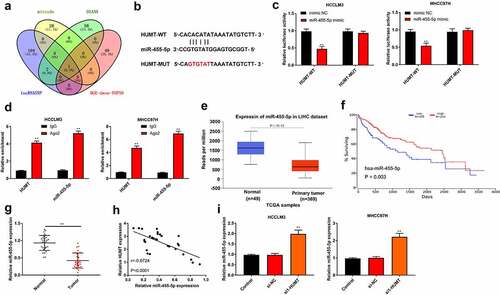 Figure 3. HUMT targets miR-455-5p in HCC. (a) One common miRNA (miR-455-5p) was gained from the intersection of venn diagram (mirode, DIANA, lncRNASNP, and DGE-down top50). (b) The binding sites of HUMT and miR-455-5p. (c) The targeting relationship between HUMT and miR-455-5p was verified by luciferase reporter assay in HCCLM3 and MHCC97H cells. (d) After anti-Ago2-mediated RIP assay, the expression of HUMT and miR-455-5p in HCCLM3 and MHCC97H cells was detected using qRT-PCR. (e)According to TCGA database, miR-455-5p expression in HCC was analyzed. (f) The overall survival of miR-455-5p in HCC patients from TCGA database. (g) QRT-PCR was performed to test miR-455-5p expression in normal and tumor tissues (n = 30). (h) The relationship between miR-455-5p and HUMT was analyzed by Pearson correlation analysis. (i) MiR-455-5p expression was examined in HCCLM3 and MHCC97H cells by qRT-PCR. **P < 0.01 vs. Normal, control, mimic NC, IgG or si-NC group.