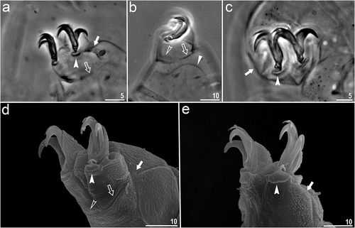 Figure 4. Macrobiotus kosmali sp. nov.: a – claws II (paratype, PCM); b – claws I (paratype, PCM) with pulvunis like structure; c – claws IV (paratype, PCM); d – claws III (paratype, SEM); e – claws IV (paratype, SEM). Filled indented arrowhead represents smooth lunulas, empty indented arrowhead represents divided cuticular bars, filled unindented arrowhead represents pulvinus-like structure, empty arrow represents doubled muscle attachments and filled arrow represents granulations present on legs. Scale bars in µm.