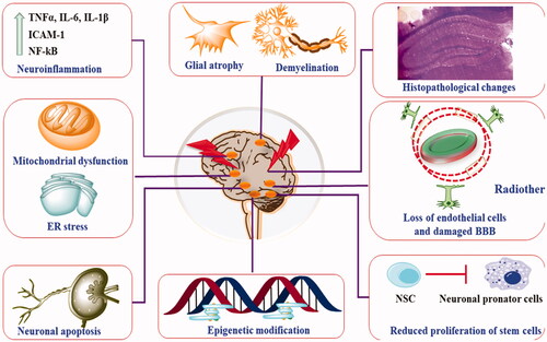 Figure 2. Pathophysiological presentation of radiotherapy-induced neurotoxic manifestations.