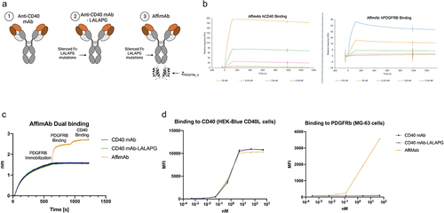Figure 2. The bispecific PDGFRBxCD40 AffiMab binds both PDGFRB and CD40. (a) the AffiMab is designed from a CD40 agonistic, LALAPG-mutated antibody (unable of binding the FcγR). One ZPDGFRb_3 is linked to the C-terminus of each heavy chain. (b) the binding properties of the AffiMab are tested against CD40 and PDGFRB by SPR. (c) Simultaneous binding of the AffiMab toward PDGFRB and CD40 confirmed by BLI. (d) All the three molecules in (a) bind the CD40 expressing cell line HEK (human embryonic kidney)-Blue CD40L while only the AffiMab binds PDGFRB expressing cells MG − 63, assessed by flow cytometry.