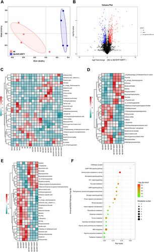 Figure 8 DHF and MSFT intervention altered serum metabolite expression profiles in mice. (A) PCA is employed to assess the metabolite of Aβ group and Aβ + DHF + MSFT group (all groups: n=4). (B) An MA map illustrates the metabolites that were differentially expressed in Aβ + DHF + MSFT mice compared with that in mice induced by Aβ oligomers. (C–E) A heat map depicting the hierarchical expression profile of different metabolites. (F) Between DHF and MSFT interventions, differentially expressed metabolites are identified using GO analysis.