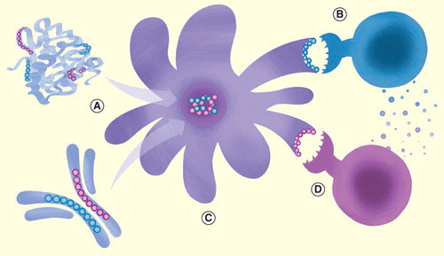 Figure 1. Naturally occurring Tregitopes in monoclonal antibodies and therapeutic proteins. T-cell epitopes (blue = Tregitope; pink = T effector epitope) can be identified within the sequences of antibody molecules or protein therapeutics using immunoinformatics tools, and validated in vitro. (A) Antigen-presenting cell presents Tregitopes to CD4+/CD25+ Tregs via MHC II, causing them to be activated; they may also proliferate. (B) Tregitope-specific regulatory T cells then actively secreted IL-10 and TGF-β, and the phenotype of nearby antigen-presenting cells (C) is either directly or indirectly altered, leading to downregulation of co-stimulatory molecules (i.e., CD80, CD86 and MHC II) and upregulation of tolerogenic factors such as ILT3. (D) Suppression of co-stimulatory molecules may directly inhibit T effector cell activation, while elaboration of cytokines such as IL-10 may indirectly suppress T effector responses. T-cell epitopes and Treg epitopes not drawn to scale in this illustration.