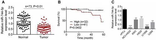 Figure 1 The expression of miR-744-5p was reduced in MM patients and cells. (A) qRT-PCR revealed that miR-744-5p expression was distinctly down-regulated in bone marrow tissues of MM patients than that in normal bone marrow tissues. A total of 146 bone marrow tissue samples were collected (healthy 73 and MM 73). miR-744-5p expression was normalized to U6. (B) MM patients with low miR-744-5p expression had much lower 60-month survival than those with high miR-744-5p expression. The average value (0.669) of miR-744-5p expression level was as the cut-off value. (C) miR-744-5p was seriously down-regulated in MM cells (NCI-H929, KM3, H929, U1996, and U266) than in normal plasma cells (nPCs). miR-744-5p expression was normalized to U6. **P<0.01 or ***P<0.001 when compared with miR-744-5p expression in nPCs.
