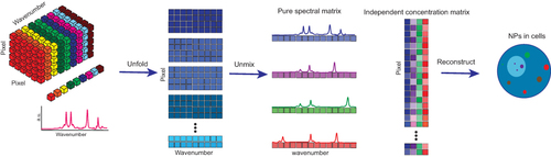 Figure 8 The imaging analysis strategy aims to uncover biochemical information by reducing the dimensionality of the column-wise augmented spectral matrix. In this approach, the 3D Raman data is first unfolded and subsequently decomposed into pure spectra matrix and independent concentration profile matrix, which are associated with pure compounds such as nucleic acid, protein, and lipid. The independent concentration profile matrix is then refolded to construct a cellular image that illustrates the distribution of the pure component among cellular compartments and the presence of drugs.