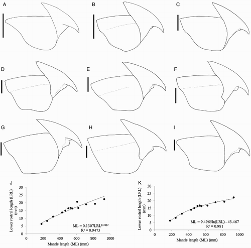 Figure 27 Idioteuthis cordiformis. A, NMNZ M.181333, ♂, ML 181 mm; B, NIWA 71652, ♂, ML 248 mm; C, NIWA 71655, ♀, ML 320 mm; D, NIWA 71666, ♀, ML 380* mm. E, NIWA 71653, ♂, ML 428 mm; F, NMNZ M.306358, ♂, ML 549 mm; G, NIWA 71437, ♂, ML 608 mm; H, NMNZ M.118004, ♀, ML 715 mm; I, NIWA 84390, ♀, ML 820 mm. A–I, Upper beaks, profile view; J, regression equation for ML and LRL; K, regression equation for ML and LRL without outlier (NIWA 71437). Scale bars = 10 mm.