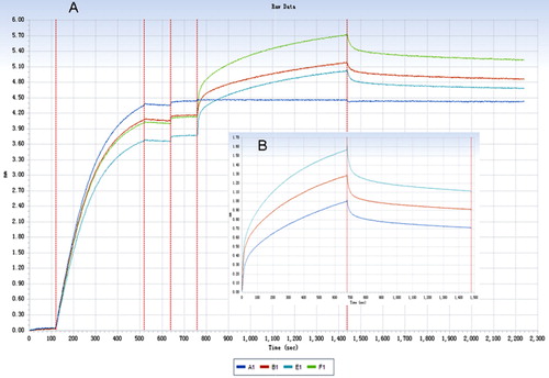 Figure 1. (A) The association and dissociation processes of human IgG with human FcRn (the blue curve represents the control and the other colours represent different concentration of IgG). (B) The binding curve of human IgG and FcRn (the control curve has been removed for lucid).