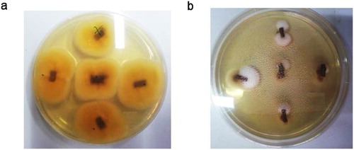 Figure 2. One week old colonies of Verticillium dahliae re-isolated on PDA medium from fragments of Picholine Marocaine’s control twig (a) and from twigs treated with alginate (b). Samples were elicited 24 h before being soaked, for a month, in a solution containing the pathogen suspension (106 conidia/mL) and the algal polysaccharide (2 g/L). Controls were inoculated only with the conidial suspension.