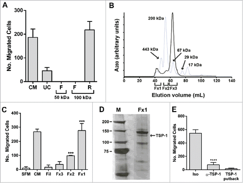 Figure 2. Initial proteomic characterization of BM-MSC secretome (A) BM-MSC-derived conditioned media (CM) was subjected to ultracentrifugation (50,000 × g for 3 hrs) and separately to variable molecular-weight exclusion filters (Centricon) by centrifugation. The starting CM, UC-derived supernatant (UC), and Centricon filtered (F) and retained (R) fractions were tested in a PC3 migration assay. (B) Concentrated CM (400 mL to 200 μl through a 100 kDa Centricon filter; solid line) was fractionated by size exclusion chromatography (gray line: MW standards). (C) Fractions corresponding to protein peaks in (B) were assessed for PC-3 chemotactic activity. The chemotactic activity in Fx1 and Fx2 was significantly increased relative to SFM (***p < 0.001). (D) Polypeptides from Fx1 were resolved on a 4–12% gel (Invitrogen), and silver stained (SilverQuest, Invitrogen) according to manufacturer's instructions. The bands were excised from the gel and subjected to mass spectroscopic (LC/MS/MS) analysis at Tufts Core Facility. Thrombospondin-1 (TSP-1) was identified from the 140 kDa band (arrow). (E) CM was incubated with 10 μg of α-TSP-1 antibody (IgG1κ, Invitrogen Life Technologies) or isotype control (Iso) antibody, immune complexes cleared by adding protein G-coupled agarose. TSP-1 (15 µg/ml), courtesy Jack Lawler, Beth Israel Deaconess Medical Center, was used for putback assay into TSP-1 depleted CM. Supernatants were tested in the PC-3 migration bioassay. TSP-1 immunodepletion reduced bioactivity, but TSP-1 putback did not recover activity. Number of migrated cells reported are mean ± SD of 5 representative fields on the membrane. Fil: Filtrate obtained by initial concentration of CM. SFM: serum-free medium control.
