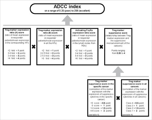 Figure 6. Algorithm used to calculate the ADCC index of Treg markers in a cancer. To evaluate the probability of a Treg marker being successfully used as a target to induce ADCC, we established the ADCC index. The ADCC index was calculated for each marker in each cancer as described in the material and methods. Half of the score is derived from evaluation of overexpression of the marker in the responder patients (i.e., the patients in whom the Treg marker expression level was higher than the mean+2SD value of the Treg marker expression in HTs), one-fourth from the expression of activating FcγR in the cancer sample of the responder patients, and one-fourth from the correlation of the marker expression with the suppressive microenvironment (i.e., the probability that the marker was mainly expressed in Tregs). The final score was obtained by multiplying each of these four scores. The ADCC scores of the markers in specific cancers are shown in Table 6.