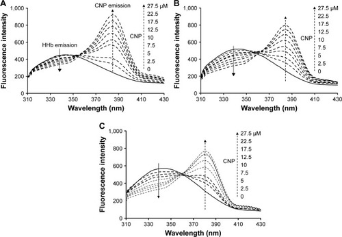 Figure 3 Fluorescence titration curve of HHb (2.5 µM) with the various concentrations of CNPs (0, 2.5, 5, 7.5, 10, 12.5, 17.5, 22.5, and 27.5 µM) in phosphate buffer at pH 7.4 and 10 mM at 289 K (A), 310 (B), and 315 K (C).