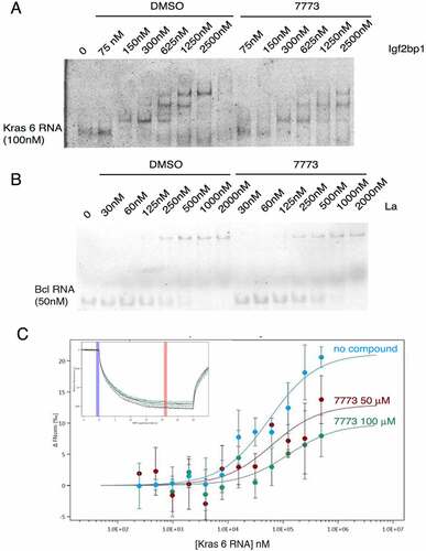 Figure 5. Inhibition of Igf2bp1 RNA binding in vitro. (a) EMSA with fluorescent Kras 6 RNA comparing the effect of incubation of increasing concentrations of Igf2bp1 with either DMSO or 200 μM 7773 on retardation of RNA migration. (b) EMSA with fluorescent Bcl2 RNA comparing the effect of incubation of increasing concentrations of La protein with either DMSO or 200 μM 7773 on retardation of RNA migration. (c) MST analysis of the effect of 7773 on the binding of Igf2bp1 to Kras 6 RNA. In the absence of compound, the KD = 56 nM; in the presence of 50 μM 7773, the KD = 63 nM, and in the presence of 100 μM 7773, the KD = 120 nM. Representative MST thermophoresis curves are inserted.