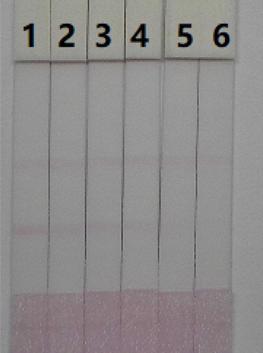 Figure 8. AMP detection with colloidal gold immunochromatographic strip assay spiked in mice serum. 1 = 0 ng/mL, 2 = 10 ng/mL, 3 = 25 ng/mL, 4 = 50 ng/mL, 5 = 100 ng/mL, and 6 = 250 ng/mL.