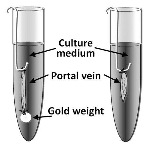 Figure 1. Mouse portal veins are stretched by attaching a gold weight at one end of the vessel. The portal veins are then placed in a cell culture incubator for up to 5 days.
