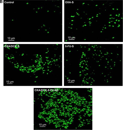 Figure 9 Representative cross-sectional images of isolated tumor tissues stained with PCNA for proliferating cells (brown) (A) and TUNEL for apoptosis (green fluorescence) (B) in the tumor tissues taken 18 days after treatment with various modes.Notes: The treatment modes were once-daily oral administration of 10 mg/kg OXA (OXA-S), OXA/DCK complex as 10 mg/kg of OXA (OXA/DCK-S), 10 mg/kg 5-FU (5-FU-S), or nanoemulsion E (Smix,2 1:1) including OXA/DCK complex as 10 mg/kg of OXA and 10 mg/kg 5-FU (OXA/DCK-5-FU-NE) for 18 days (n=10 for each group). Scale bars represent 100 μm for PCNA staining and 10 μm for TUNEL staining.Abbreviations: PCNA, proliferating cell nuclear antigen; TUNEL, fluorescent terminal deoxynucleotidyl transferase-mediated dUPT nick end labeling; OXA, oxaliplatin; OXA/DCK, ion-pairing complex between oxaliplatin and deoxycholic acid derivative; 5-FU, 5-fluorouracil; Smix,2, a mixture of Cremophor EL (surfactant) and Transcutol HP (co-surfactant).