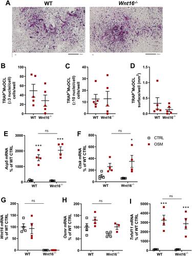 Figure 5 Osteoclastogenesis stimulated by OSM is unchanged in primary bone marrow cell cultures from Wnt16−/- mice. Primary bone marrow cell cultures from WT and Wnt16−/- mice were stimulated with 100 ng/mL mOSM for 9 days. Photos of TRAP stained cells (A), and numbers of TRAP+MuOCL with more than 3 (B) and 10 nuclei (C) as well as the total surface covered by TRAP+MuOCL (D) were analyzed. Scale bars, 200 µm. Expression of Acp5 (E), Ctsk (F), Wnt16 (G), Osmr (H) and Tnfs11 (I) after mOSM treatment for 9 days. Individual values are presented in all graphs with the mean shown as horizontal lines and ±SEM as vertical lines. ***P<0.001*P < 0.05 vs genotype specific untreated control; two-way ANOVA followed by Sidak’s multiple comparison test. ns (not significant) P>0.05 for the effect by mOSM in WT vs the effect by mOSM in Wnt16−/- cells analyzed by interaction in two-way ANOVA.