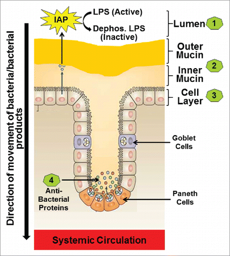 Figure 1. The four layers of the Intestinal barrier. (1) Intestinal alkaline phosphatase (IAP) secreted by the intestinal epithelial cells constitutes the first or the luminal layer and it detoxifies LPS; (2) Loosely attached outer mucin layer and the firmly attached inner mucin layer form the second layer of the barrier and are involved in restricting entry of pathogenic bacteria thereby preventing direct contact of bacteria with the intestinal epithelial cells; (3) Intestinal epithelial cells with tight junctions regulate the transcellular or paracellular transport from the lumen to the systemic circulation (4) Paneth cells located in the crypts produce antibacterial proteins the block any bacteria that have penetrated the overlying layers of the barrier.