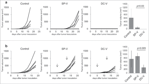Figure 5. In vivo anti-tumor activity of SP-V and DC-V. (a) Mice (5 mice per group) were treated as described in the legend to Fig. 1. Two weeks later, they were challenged by subcutaneous injection of 1 × 106 B16F10 cells and tumor growth was monitored. The graphs show tumor volume of individual mice. The tumor volumes were compared on day 17. Data are representative of two experiments with 5 mice per group. (b) For the therapeutic model, C57BL/6 mice (6 mice per group) were first inoculated with 1 × 106 B16F10 cells subcutaneously on day 0. On day 5, mice received 1 × 107 naïve pmel-1 transgenic spleen cells. SP-V or DC-V was then administered twice on days 5 and 12 to these animals and tumor growth monitored. The graphs show tumor volume of individual mice. The tumor volumes were compared on day 18. Data are representative of three experiments.