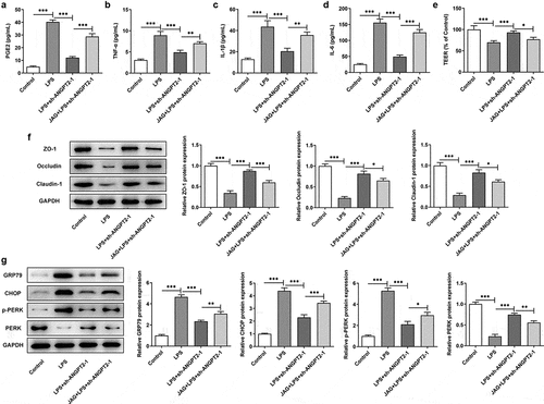 Figure 6. ANGPT2 knockdown improved the inflammatory response, barrier dysfunction and ER stress of LPS-induced IEC-6 cells via suppressing Notch signaling pathway. (a–d) The transfected or untransfected IEC-6 cells were induced with LPS (10 μg/ml) for 24 h. Jagged-1 (JAG), an agonist of Notch, was used for treatment. The levels of PGE2, TNF-α, IL-1β and IL-6 were checked by ELISA. (e) The cell monolayer permeability was detected using TEER. (f) The expressions of ZO-1, occludin and claudin-1 were measured by western blot. (g) The expressions of GRP79, CHOP, p-PERK and PERK were measured by western blot. *p < 0.05, **p < 0.01, ***p < 0.001