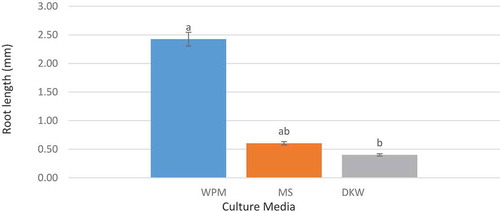 Figure 5. The effect of culture media on root length (the columns with common letters do not statistically differ from each other at 5% significance level based on the Duncan multiple range test)