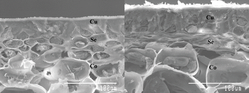 FIGURE 2. Electron micrographs of transverse section of green undamaged peel (left) and photobleached peel (right). Cu, cuticle; Se, sub-epidermal tissue; Co, cortex.