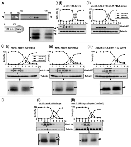 Figure 2 Mek1 is phosphorylated in vivo during meiosis. (A) Schematic of the truncated Mek1-100-9Myc protein fusion. Plasmids carrying the Mek1-100-9Myc fusion construct or a construct with the S12AS14AT15A mutations were integrated into the mek1 promoter locus in mek1Δ cells. (B) Detection of Mek1 bands in mek1-100-myc cells (TT623) (i) or mek1-100-S12AS14AT15A-9myc cells (TT710) (ii) during meiosis by western blot analysis. Only a single band is detected in TT710 cells, in which S12, S14 and T15 of Mek1 are replaced by alanine. (C) Detection of multiple bands of Mek1 in rad3Δ mek1-100-9myc cells (TT705) (i), tel1Δ mek1-100-9myc cells (TT286) (ii) or rad3Δ tel1Δ mek1-100-9myc cells (TT201) (iii) during meiosis. Asterisks indicate putative unphosphorylated bands, while white and black arrowheads denote putative phosphorylated bands. The intensity of the black arrowhead band is remarkably weakened in tel1Δ mek1-100-9myc cells, suggesting it to be primarily derived from phosphorylation by Tel1. (D) Detection of multiple bands of Mek1 during meiosis in rec12Δ mek1-100-9myc cells (TT266) (i) or in haploid mek1-100-9myc cells (TT608) (ii). The rec12Δ cells cannot generate double strand breaks during meiosis, while the mek1-100-9myc cells were induced to undergo haploid meiosis in the pat1 genetic background. (E) Hydroxyurea (HU) blocks DNA replication of mek1-100-9myc cells, as observed by the persistence of single-nucleus cells and by FACS analysis. (F) Detection of multiple Mek1 bands in mek1-100-9myc cells after HU treatment during meiosis.
