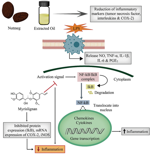 Figure 2. Thematic diagram showing anti-inflammatory potential of nutmeg.