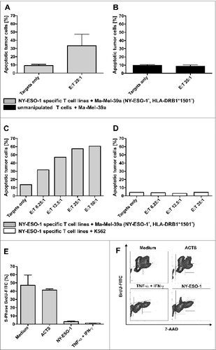 Figure 5. Antitumor responses induced by NY-ESO-1 specific T cells. (A) Cell-mediated antitumor response were assessed by co-culturing donor-derived T cell lines with melanoma cells. NY-ESO-1_specific T cells from donor 1 were re-stimulated for 4 h with the NY-ESO-1 expressing cell line Ma-MEL-39a, that was partially matched to the T-cell donor (HLA-DRB1*1501). Analysis of 4 independent experiments show an induction of apoptosis at an effector to target (E:T) cell ratio of 25:1. (B) Un-manipulated T cells from donor 1 did not induce apoptosis of Ma-Mel-39a cells, demonstrating the specific recognition of MaMel-39a by NY-ESO-1 cells. (C) Titration of T cells demonstrates a T-cell dependent increase of apoptosis in Ma-Mel-39a. (D) Absent induction of apoptosis in K562 cells by NY-ESO-1-specific T cells excludes non-specific toxic effects. (E) Supernatant-mediated anti-tumor response: NY-ESO-1-specific cell lines from donor 1 were re-stimulated with overlapping pools of peptides from NY-ESO-1 or Actin S (ACTS). Supernatants were collected 6 h later and co-incubated for 5 d with the primary melanoma cell line WM115 and BrdU incorporation was analyzed by flow cytometry. Controls were performed using medium alone and 100 ng/mL IFNγ + 20 ng/mL TNFα. DNA amount was analyzed by counterstaining with 7-AAD. Analyses of 2 independent experiments demonstrate a cell cycle arrest in the cytokine melanoma cell line WM115. (F) Representative result of the flow cytometry analysis after BrdU and 7-AAD staining.