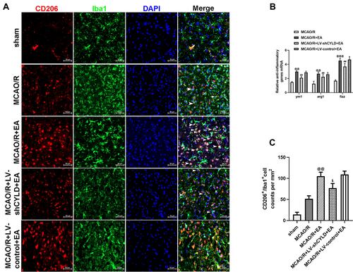 Figure 5 CYLD silencing partially weakens EA-mediated improvement of M2 microglial phenotype in the periischemic cortex. (A) Immunofluorescence staining showed co-expression of CD206 (red) and microglia (green, Iba 1) in the periischemic cortex (n=5, white arrows indicate M2 (➤). Scale bar = 50 µm). (B) Anti-inflammatory genes ((B), n=6) mRNA expression were measured with RT-qPCR at 72 h reperfusion in the periischemic cortex. The graph shows the relative mRNA levels after normalization to the housekeeping gene β-actin. (C) CD206+/Iba+ cell counts were expressed as number/mm2. All values are presented as the means ± SEMs. @@p<0.01 and @@@p<0.001 vs the MCAO/R group. ##p<0.01 and $p<0.05 vs the MCAO/R +EA group.