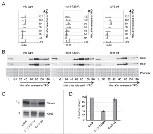 Figure 2. Expression and kinase activity analysis of the Cdc5-T238A and Cdc5-ad protein variants. (A) Cell cycle analysis by FACS of strains Y152 (CDC5::3xHA), Y1466 (cdc5-T238A::3xHA) and Y1465 (cdc5-ad::3xHA). Cells cultures were synchronized in G1 phase with α-Factor and released in fresh YPD medium. Samples for FACS analysis and protein extraction were collected at indicated time points. (B) Analysis of Cdc5 and Clb2 protein levels by western blot in same experiment described in (A). Blot stained with Ponceau is shown for gel loading control. (C-D) In vitro kinase assay performed with the indicated Cdc5 protein variants immunoprecipitated from Nocodazole-arrested cells (same strains as in A). The percent kinase activity of Cdc5-T238A and Cdc5-ad variants respect to the wild type Cdc5 are shown in a graph (D). Values are the mean of 3 independent experiments ± standard deviation.