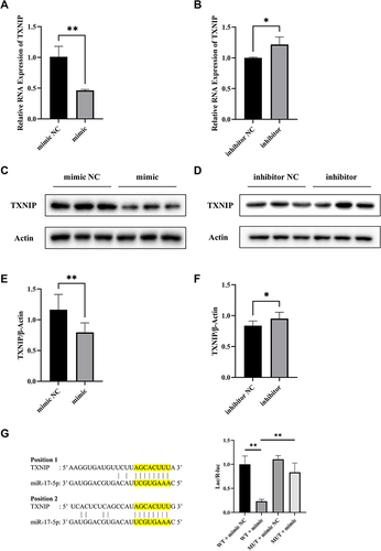 Figure 2 MiR-17-5p regulates TXNIP expression in HTR8/SVneo cells. (A and B) The mRNA expression of TXNIP was detected by qRT-PCR. (C–F) Representative images and quantitative analysis of TXNIP protein expression. (G) The binding sites between miR-17-5p and TXNIP 3’UTR predicted by Targetscan. TXNIP-WT or TXNIP-MUT was co-transfected with miR-17-5p mimic or miR-17-5p mimic NC into HTR8/SVneo cells. Luciferase activity was measured using luciferase reporter assay. *P<0.05, **P<0.01.