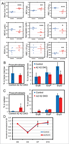 Figure 6. Cdk2fl/fl cyclin A2fl/fl ErGFPcre mice display erythroid phenotypes similar to cyclin A2fl/fl ErGFPcre mice. (A) Complete blood count data from Cdk2fl/fl cyclin A2fl/fl ErGFPcre mice (A2 K2 DKO, red dots, n = 7) and aged matched wild-type control mice (Control, blue dots, n = 6). (B-C) Frequency of CD71hiTER119lo pro-erythroblasts [pro-E], TER119hiCD71hiFSChi basophilic erythroblast (EryB), TER119hiCD71hiFSClo polychromatic erythroblast (EryP) and TER119hiCD71loFSClo orthochromatic erythroblast (EryO) in bone marrow (B) and spleen (C) (n = 3). (D) Hematocrit recovery kinetics after PHZ treatments for A2 K2 DKO mice (n = 8) and their littermate controls (n = 8). Error bars represent standard deviation. Two-tailed t-test results are indicated by asterisks. *, p < 0.05; **, p < 0.01; ***, p < 0.001.