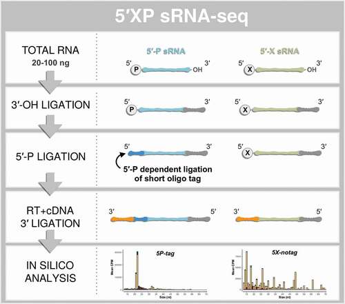 Figure 1. The principle steps of 5′XP sRNA-seq. Small-RNA sequencing using 5′XP sRNA-seq generates two sub-libraries, either sensitive (5P-tag) or insensitive (5X-notag) to a phosphate (P) in the 5′-terminal of the original RNA. This is done by tagging RNA fragments with 5′-P using a sequence-specific oligo that identifies the 5′-P in the downstream bioinformatic analysis