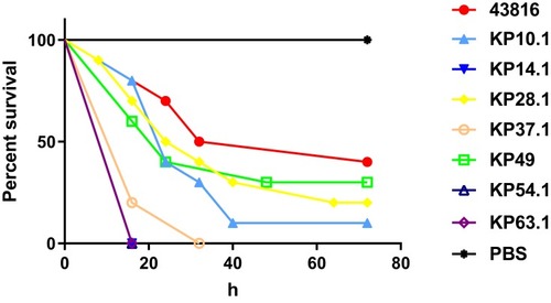 Figure 3 Virulence potential of different K. pneumoniae strains.Notes: Virulence potential of K. pneumoniae strains in a G. mellonella infection model. The effect of 1×105 colony-forming units of each K. pneumoniae strain on survival was assessed in G. mellonella.