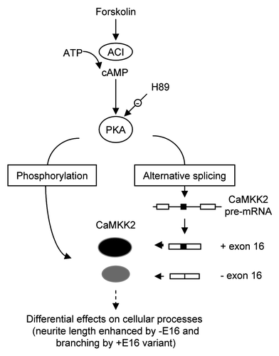 Figure 7 Summary for the splicing regulation of CaMKK2 by the PKA pathway. Stimulation of PKA by cpt-cAMP or forskolin increases the proportion of the CaMKK2 +E16 splice variant in B35 cells. The PKA effect on CaMKK2 exon 16 is inhibited by H89. The two CaMKK2 variants (black or gray ovals) are differentially phosphorylated by PKA. The CaMKK2 −E16 variant promotes the forskolin-induced neurite outgrowth while the CaMKK2 +E16 variant promotes neurite branching. ACI: adenylate cyclase type I.