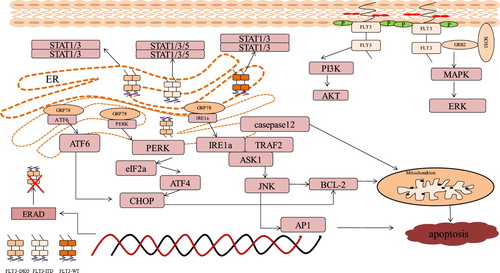 Figure 2. The abnormal pathway triggered by mutant FLT3 in different glycosylation status. FLT3-ITD on cell surface in form of 160KD maintains the strong constitutive activation of ERK and AKT and endoplasmic reticulum anchoring FLT3-ITD activates STAT5, STAT3 and STAT1 to a lesser extent. Wild type FLT3 or D835Y in endoplasmic reticulum causes activation of STAT1 and STAT3, but the constitutive signals of ERK and AKT are suppressed compared to their form on cell surface. Mutant FLT3 activates the signaling molecules of the unfolded protein response (UPR): PERK, ATF6 and IRE1a to further trigger the downstream targets to induce apoptosis or ERAD system to degrade FLT3 protein.