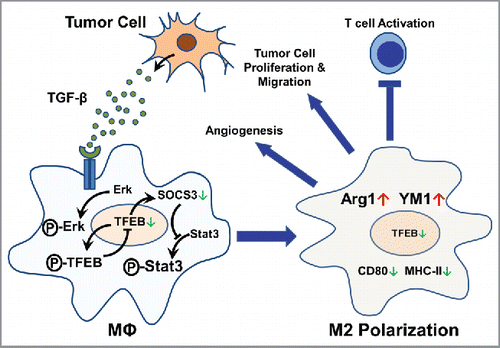 Figure 8. A model depicting the regulation and the role of TFEB in macrophage polarization in tumors.