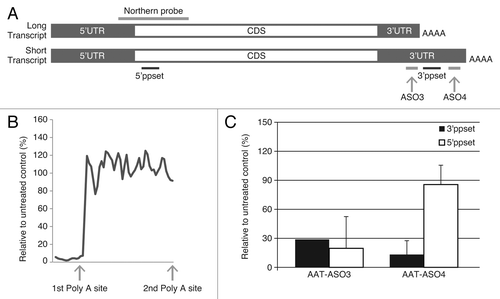 Figure 1. Alternative polyadenylation in human AAT transcripts. (A) Schematic representation of long and short transcripts. The relative locations of ASO3, ASO4, 5′ppset, 3′ppset, and Northern probe are shown (not to scale). (B) Levels of AAT in HepG2 cells were measured with 5′ppset, which detects both long and short transcripts. X axis represents the position of ASOs on the transcript around the first polyadenylation site and Y axis represents AAT mRNA levels after ASO treatment relative to untreated control. (C) Reduction of AAT in HepG2 cells treated with AS03 or AS04 measured with 5′ppset and with 3′ppset relative to untreated control. Cells were electroporated in growth medium in the presence of 20 μM ASO and plated. Twenty-four hours after transfection total cellular RNA was isolated and the amount of AAT mRNA was quantitated using a qRT-PCR assay (TaqMan).