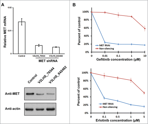 Figure 6. EPAS1 mediated TKI-resistance requires MET function. (A) RNAi knockdown of endogenous MET expression. Lentiviral-encoded non-silencing control shRNA, and 2 independent shRNAs targeting MET (V2LHS_76544 and V3LHS_642482) were packaged and transduced into HCC827 cells, and then selected for puromycin resistance. Levels of MET mRNA and protein were analyzed by quantitative real-time PCR (top panel) and protein gel blot (bottom panel). mRNA levels were normalized to GAPDH, and calculated from average of 3 individual experiments with standard error of the mean shown. Anti-actin antibody was used as a loading control in the bottom panel. The cell line transduced with non-silencing control and V3LHS_642482 was used for subsequent MTS proliferation and growth assay. (B) Knockdown of MET reduced TKI-resistance in HCC827 cells expressing EPAS1 and T790M EGFR. HCC827 cells stably knocking-down MET (MET RNAi, blue) and non-silencing control (red) were co-transfected with EPAS1 and T790M EGFR, and subject to MTS proliferation and growth assay in increasing concentrations of gefitinib (top panel) or erlotinib (bottom panel).