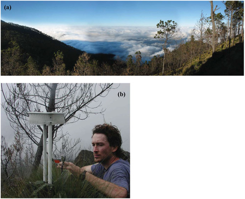 FIGURE 1. (a) Afternoon clouds capped by the trade wind inversion on the windward slopes of the Cordillera Central, Dominican Republic. The base of the inversion blocks cloud formation below a roughly constant elevation. The forest in the foreground is comprised entirely of a single species, the endemic Pinus occidentalis Swartz. The photo was taken above the inversion at ∼2600 m elevation in January 2007. (b) A HOBO unit in the field at 2765 m elevation, showing the configuration and the radiation shield used throughout the study.