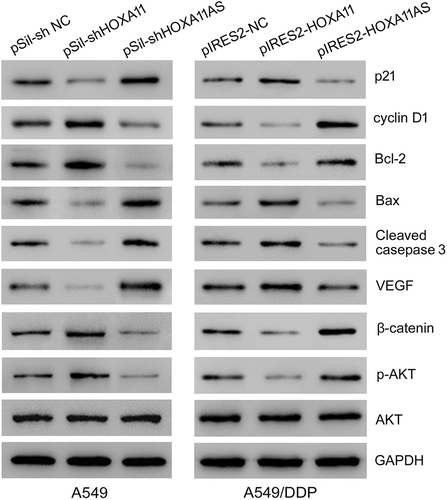 Figure 5. The effects of HOXA11 and HOXA11-AS on cellular function-related proteins. Western blot analysis of the protein expression levels in A549 cells with HOXA11 or HOXA11-AS knockdown and the protein expression levels in A549/DDP cells with HOXA11 or HOXA11-AS overexpression.