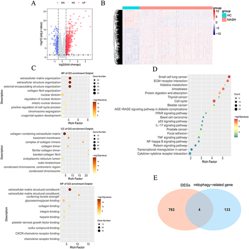 Figure 1 Identification of the DEGs in MASH. (A) Volcano map showing the DEGs in the liver tissues of MASH patients and healthy controls, red dots indicate the up-regulated genes, blue dots represent down-regulated genes, and gray dots indicate non-significant genes. (B) Heatmap showing the DEG expression profiles of healthy controls and MASH patients. (C) GO analyses of the DEGs in MASH. (D) KEGG enrichment analyses of the DEGs in MASH, the size of dots indicates the gene number and the shade of color indicate the scale of -log10(pvalue). (E) Venn diagram of the DEGs in MASH and mitophagy-related genes.