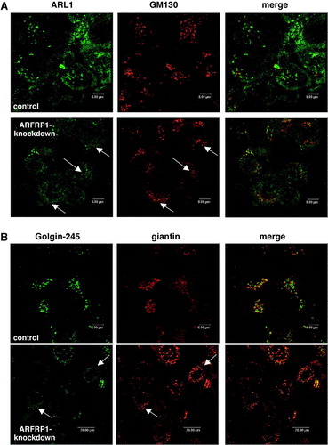 Figure 6.  Inhibition of ARFRP1 expression in HeLa cells does not alter the structure of the cis-Golgi. ARFRP1 expression was downregulated in HeLa cells by transfection of pSUPER-ARFRP1 and 4 days later cells were fixed with methanol and (A) stained for ARL1 with an affinity purified polyclonal anti-ARL1 antibody in combination with an Alexa488-conjugated secondary antibody and co-stained for GM130 with a monoclonal antibody in combination with an Alexa546-conjugated secondary antibody or (B) stained for Golgin-245 with a polyclonal antibody in combination with an Alexa488-conjugated secondary antibody and co-stained for giantin with a monoclonal antibody in combination with an Alexa546-conjugated secondary antibody. Immunofluorescence was analysed by confocal laser scanning microscopy as described in the Methods.