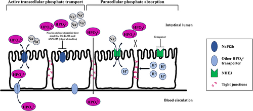 Figure 1 Schematic representation of intestinal phosphate transport.