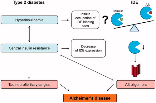 Figure 2. IDE as a pathological link between type 2 diabetes and Alzheimer’s disease. Type 2 diabetes is characterized by hyperinsulinemia and systemic insulin resistance. Insulin is hypothesized to decrease the IDE-mediated beta-amyloid (Aβ) degradation via the competitive inhibition, but this statement needs to be qualified. Insulin also increases Aβ production via other mechanisms, such as increased secretion. The central insulin resistance leads to the reduction of insulin signaling in the brain, which induces the hyperphosphorylation of tau protein and formation of toxic Aβ oligomers by the multiple mechanisms. Particularly, insulin resistance lowers the IDE expression and in this way decreases IDE-mediated Aβ degradation and additionally increases Aβ oligomer levels, which can in turn aggravate insulin resistance in the brain. All these molecular events finally lead to the formation of Aβ plaques and neurofibrillary tangles disturbing the neuronal organization and function.
