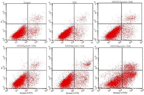 Figure 2 Flow cytometry analysis of apoptosis of HUVECs. Cells were cultured on 316L SS surface without or with EGCG treatments (12.5, 25, 50, 100μmol/L) for 3 days. Annexin-V positive PI negative represents the proportion of early apoptotic cells; quadrant of early apoptotic stage was in right lower quadrant. Annexin-V positive PI-positive cells represent the late apoptotic or necrotic cells. Quadrant of late apoptotic cells was in the right upper quadrant.