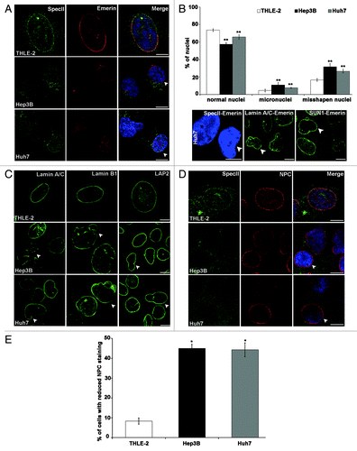 Figure 2. Hep3B and Huh7 have nuclear shape defects and alterations in components of the nuclear envelope. (A) Staining was with SpecII (green) to detect Nesprin-1 and a mAb specific for Emerin (red). DAPI staining of DNA is in blue. Arrow heads indicate nuclei with regular shape and staining for SpecII and Emerin. Scale bar, 10 µm. (B) Huh7 cells have nuclear shape defects and alterations in components of the nuclear envelope. Staining was with polyclonal SpecII antibodies against Nesprin-1 (green), Lamin A/C (green), SUN1 (green), and mAb Emerin (red) antibodies. DAPI staining of DNA is in blue. Scale bar, 10 µm. Upper panel, statistical analysis of nuclear aberrations. 300 nuclei each for THLE-2, Hep3B and Huh7 were evaluated (**P < 0.0001). (C) Distribution of Lamin A/C, Lamin B1, and LAP2 in THLE-2, Hep3B, and Huh7 cells. Arrow heads indicate the observed defects. Scale bar, 10 μm. (D) THLE-2, Hep3B, and Huh7 cells were stained with anti-Nesprin-1 SpecII (green), mAb NPC (red), and DAPI (blue). Arrow heads point to normal shaped nuclei stained with SpecII and NPC. Scale bar, 10 µm. (E) Statistical analysis of NPC staining. 300 cells per strain were analyzed (*P < 0.0001). (F) SUN1 (red) staining in THLE-2, Hep3B and Huh7 cells, DAPI, blue. Arrow heads point to cells with high SUN1 expression and misshapen and enlarged nuclei. Scale bar, 10 μm. (G) Nesprin-1 (mAb K58–398–2, green) and SUN1 (red) staining in THLE-2, Hep3B, and Huh7 cells. Nuclei are stained with DAPI (blue). Scale bar, 10 μm. (H) Statistical analysis of strong SUN1 staining. 300 cells per strain were analyzed (*P < 0.0001). (I) Centrosome-nucleus-distance is altered in Hep3B and Huh7 cells. γ-Tubulin (red) specific antibodies were used to label the centrosome. DAPI (blue), nuclear staining. Scale bar, 10 µm. (J) Statistical evaluation of the centrosome-nucleus distance. (K) Statistical evaluation of cells with > 2 centrosomes. Error bars indicate standard deviations (*P < 0.001, **P < 0.0001).