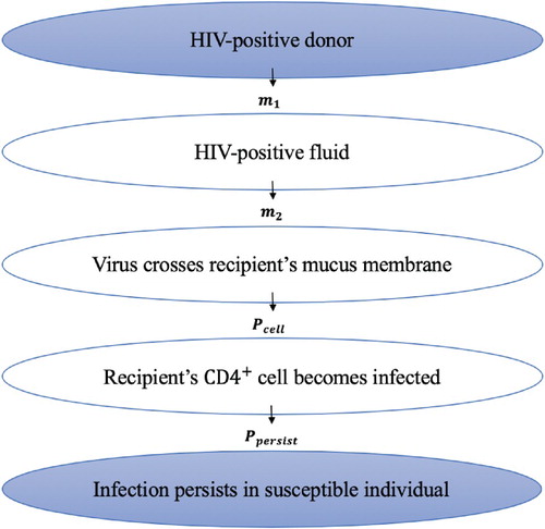 Figure 4. Schematic diagram showing steps starting from virus in the donor to a successful establishment of HIV infection in the recipient.