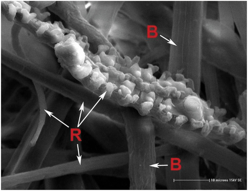 Figure 3. Scanning Electron Microscope image of the Xuan HMP wherein “B” indicates Blue sandalwood fibers and “R” denotes Rice straw fibers (Tang and Smith Citation2013).